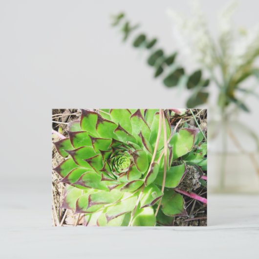 Montepulciano Vino Nobile, Italië Briefkaart (Staand voorkant)