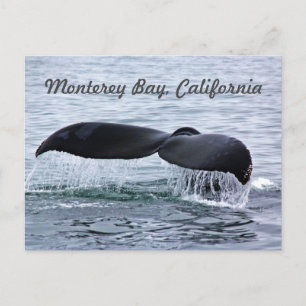 Monterey Bay Whale Tail Briefkaart