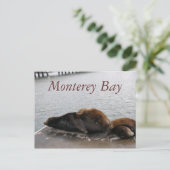 Monterey Bay - Zee - Lions Post Card Briefkaart (Staand voorkant)
