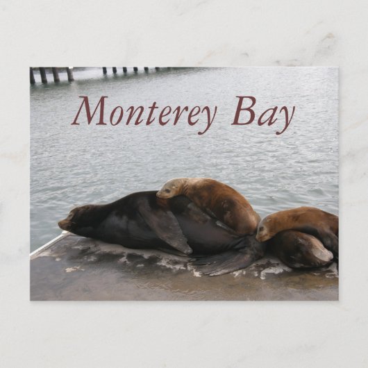 Monterey Bay - Zee - Lions Post Card Briefkaart (Voorkant)