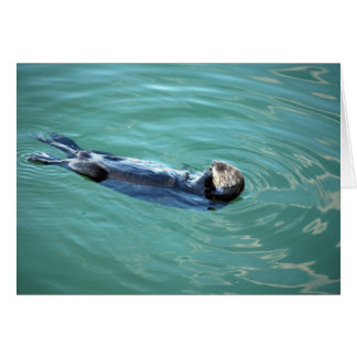 Monterey Bay Zee Otter