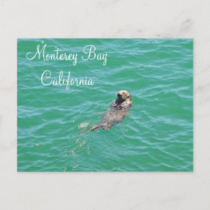 Monterey Bay Zee Otter Briefkaart