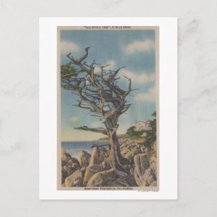 Monterey, CA - Old Witch Tree op 17 miljoen Briefkaart