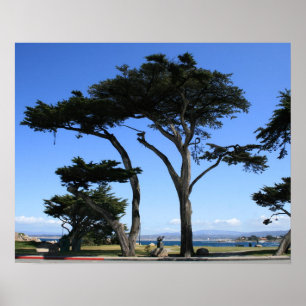 Monterey Cypress Tree, kustfoto Poster