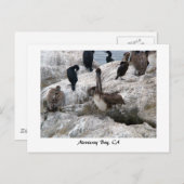 Monterey Pelicans Briefkaart (Voorkant / Achterkant)