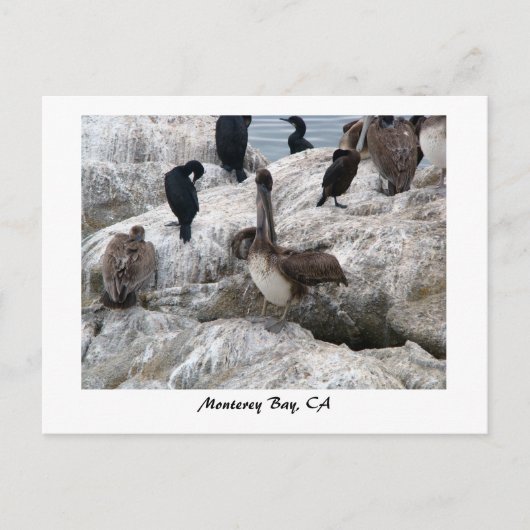 Monterey Pelicans Briefkaart (Voorkant)