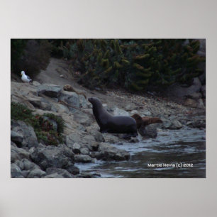 Monterey Watering Hole Poster