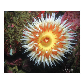 Monterey Zeeanemoon Foto Afdruk