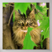 Monteur Shasta Cat Tree Impression / affiche (Devant)