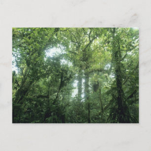 Monteverde Cloud Forest, Costa Rica. Briefkaart