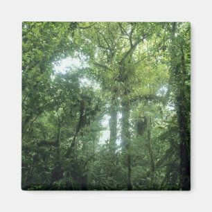 Monteverde Cloud Forest, Costa Rica. Magneet