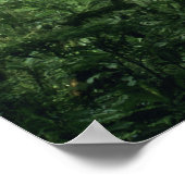 Monteverde Cloud Forest, Costa Rica. Poster (Hoek)