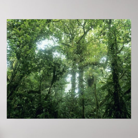 Monteverde Cloud Forest, Costa Rica. Poster (Voorkant)