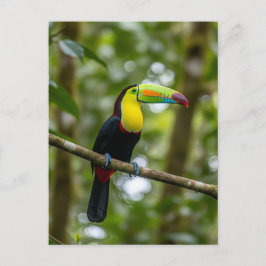 Monteverde Cloud Forest Toucan Costa Rica Briefkaart