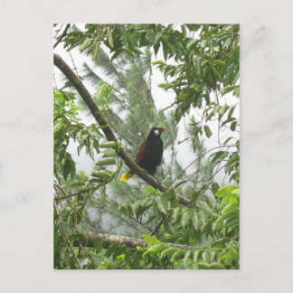 Montezuma Oropendola Briefkaart