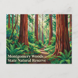 Montgomery Woods State Natural Reserve Californië Briefkaart