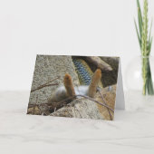 Montpellier Snake en Konijn Kaart (Voorkant)