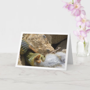 Montpellier Snake Feasting op Konijn Kaart