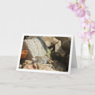 Montpellier Snake Feasting op Konijn Kaart