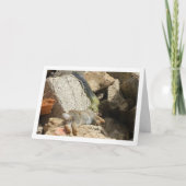 Montpellier Snake Feasting op Konijn Kaart (Voorkant)