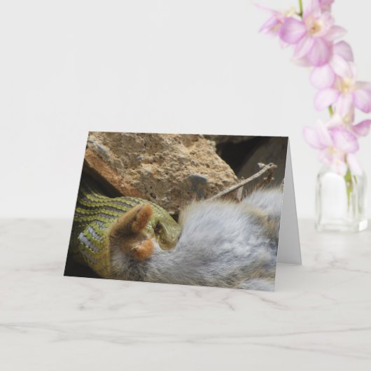 Montpellier Snake Feasting op Konijn Kaart (Orchidee)