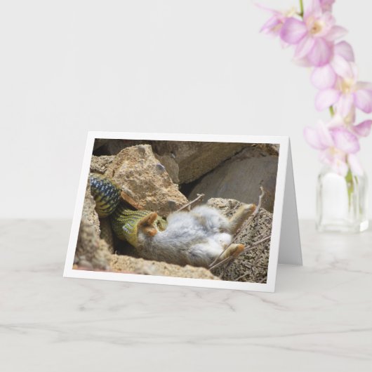 Montpellier Snake Feasting op Konijn Kaart (Orchidee)