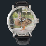montre à canard<br><div class="desc">cette photo a été prise au zoo de Saint Louis</div>