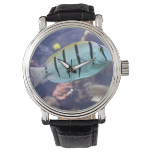 Montre Acanthurus triostegus