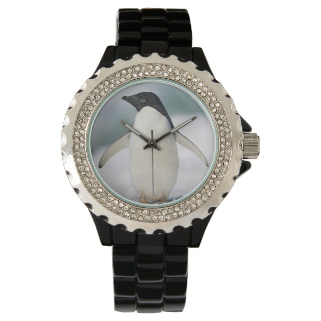Montre Adelie penguin, gros plan (devant)