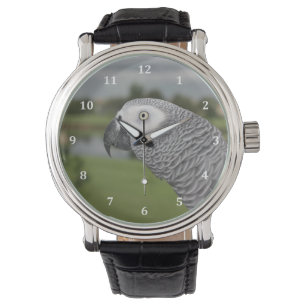 Montre African Grey Lakeside