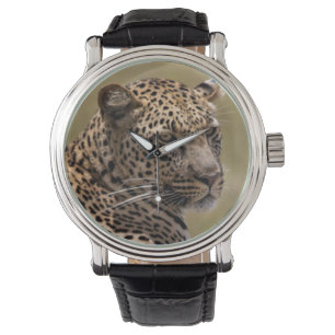 Montre Afrique, Tanzanie, Serengeti. Léopard