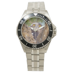 Montre Aigle à poitrine blanche