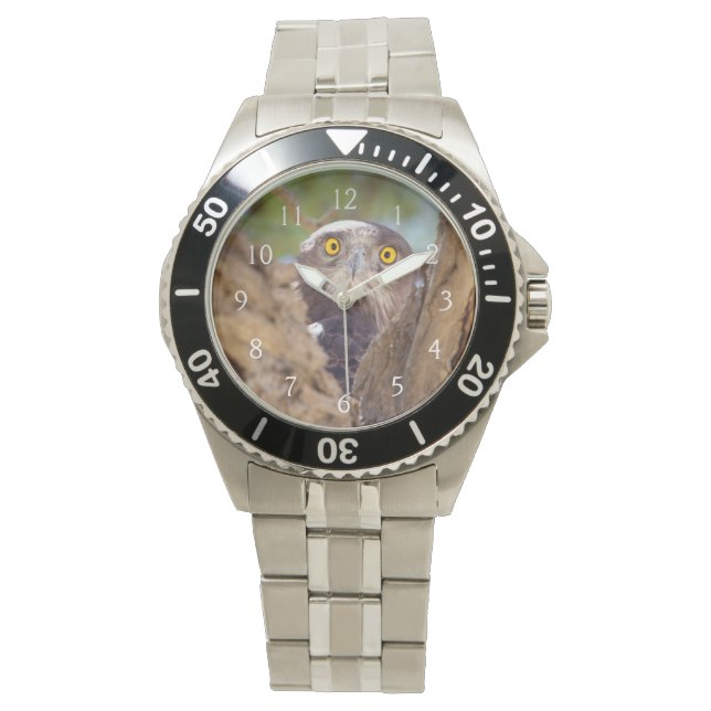 Montre Aigle à poitrine blanche (devant)