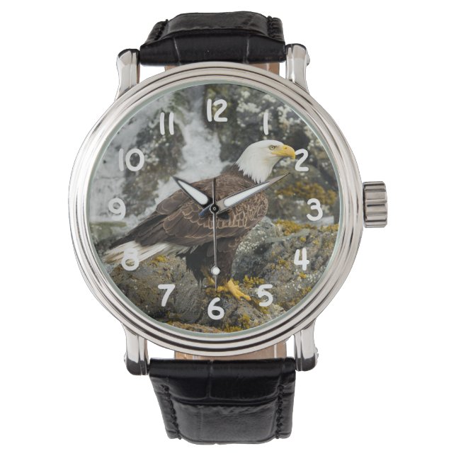 Montre Aigle à tête blanche (devant)