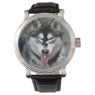 Montre Alaskan Malamute Chien photo