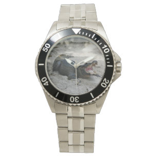 Montre Alligator, Fort Lauderdale, Floride