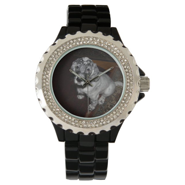 Montre Anglais Setter Puppy (devant)