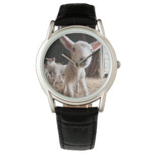 Montre Animaux de bébés cutest   Agneau mignon dans une f
