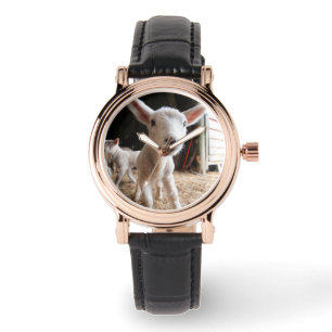 Montre Animaux de bébés cutest   Agneau mignon dans une f
