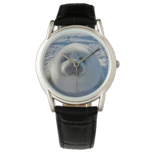 Montre Animaux de bébés cutest   Phoque bébé