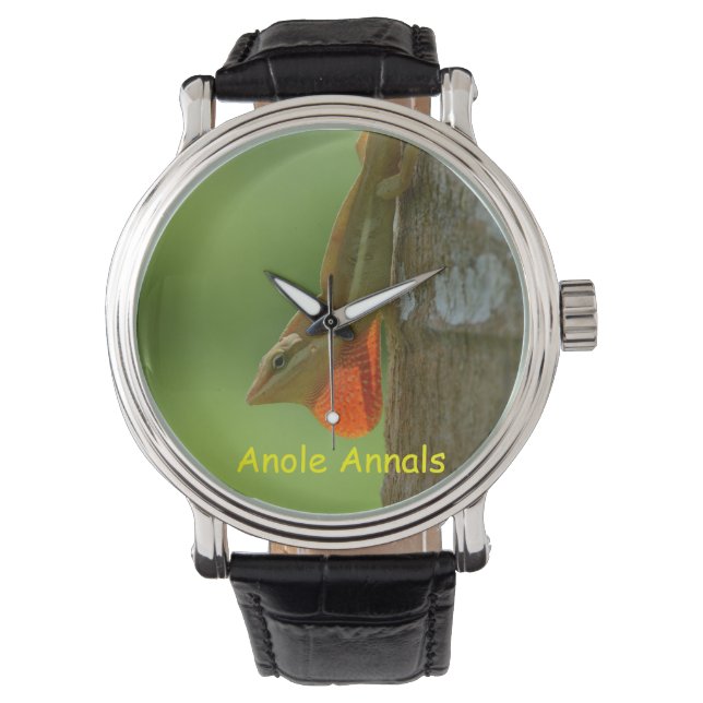 Montre Anolis pulchellus (devant)