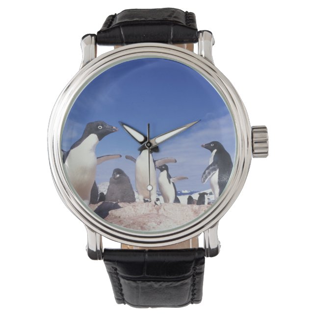 Montre Antarctique, Adelie Penguin Pygoscelis (devant)