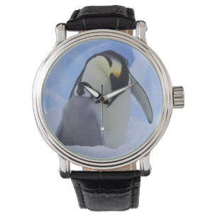Montre Antarctique. Manchots empereurs et poussin