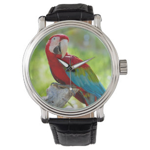 Montre Ara se reposant sur la branche