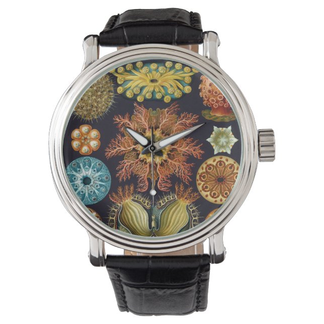 Montre Ascidiae par Ernst Haeckel, Animaux marins Vintage (devant)