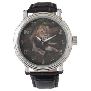 Montre Beau Lion de repos dans la nature