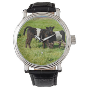 Montre Bébé Belted Vaches Galloway Dans Le Pays,