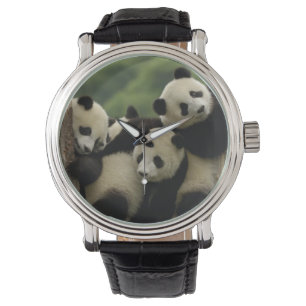 Montre Bébés pandas géants Ailuropoda melanoleuca)