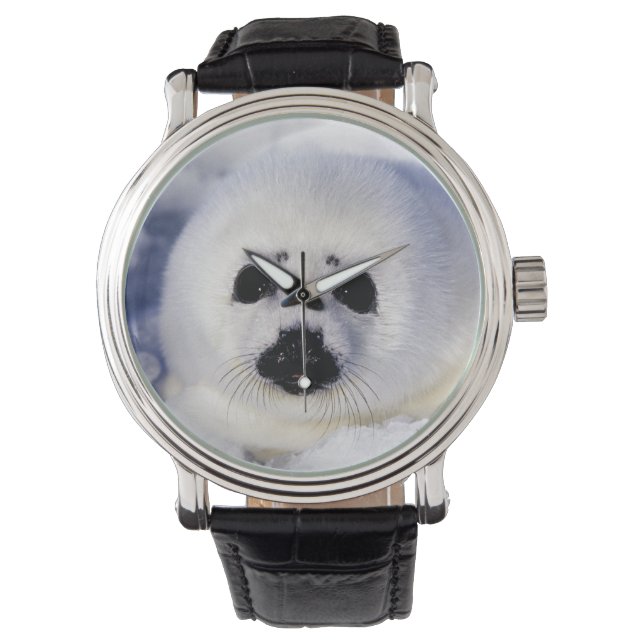 Montre Bécasseau glacé du golfe du Saint-Laurent, (devant)