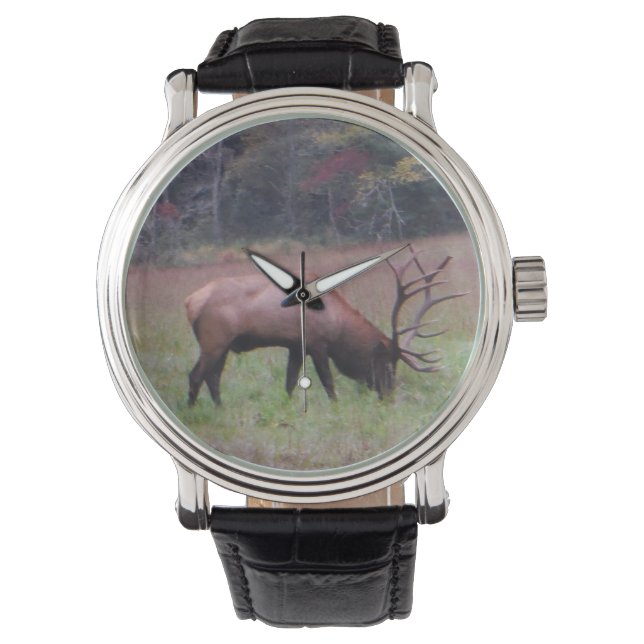 Montre Big Bull Elk dans l'automne de l'herbe violette. P (devant)